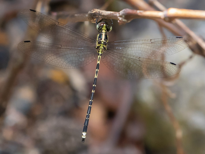 Choristhemis flavoterminata male-3271.jpg